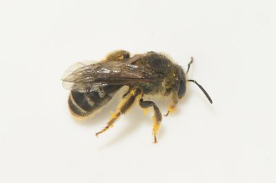 Lasioglossum leucozonium ( Fibblesmalbi )