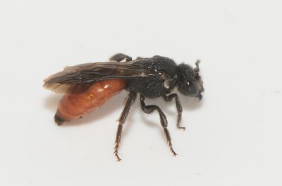 Sphecodes albilabris ( Storblodbi )
