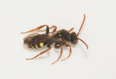 Erlandsgrden Halland 5.5-24 female