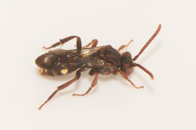 Gettern Halland 11.5-24 female