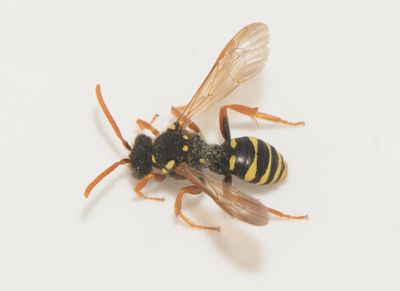 Nomada ( Gkbin )