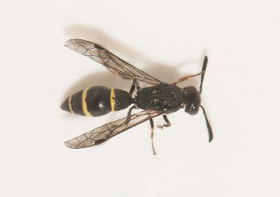 kulla Halland 9.7-24  female