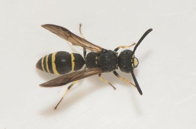 Symmorphus gracilis ( Flenrtsgeting )