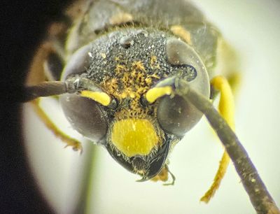 Blomngen Halland 15.6-24 male