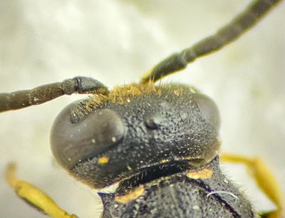 Blomngen Halland 15.6-24 male