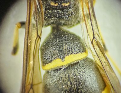 Blomngen Halland 15.6-24 male