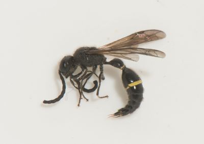 Ek och Hassel Halland 14.6-24 female