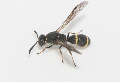 Symmorphus bifasciatus ( Husvedgeting )