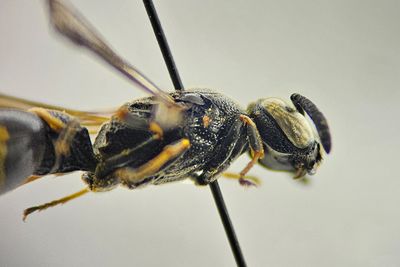Gettern Halland 21.6-24 female