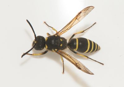 Ancistrocerus parietinus ( Vggmurargeting )