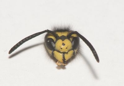 ansikte ( Face )