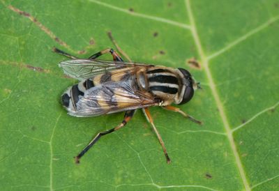 Holmagrde Halland 17.7-24 female