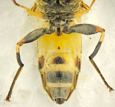 Holmagrde Halland 17.7-24 female
