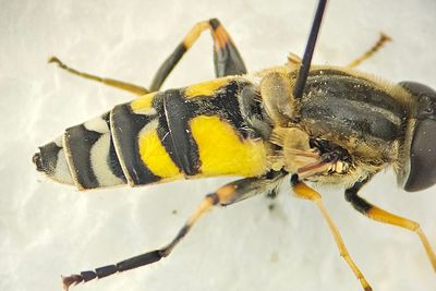 Holmagrde Halland 17.7-24 female