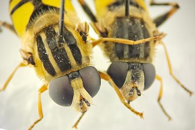 Holmagrde Halland 17.7-24 female to the right