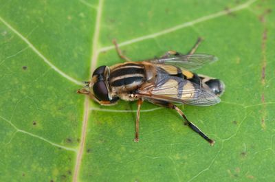 Holmagrde Halland 17.7-24 female