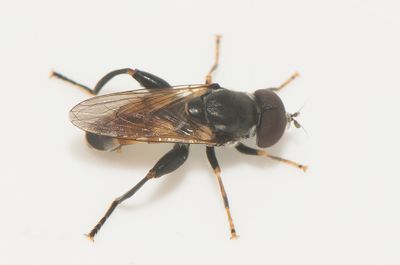Tropidia scita ( Mrk eldblomfluga )