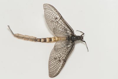 Fyledalen Skne 13.5-24