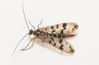 Panorpa vulgaris ( Mrkflckad skorpionslnda )