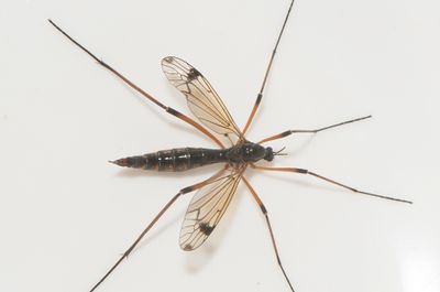 Ekenabben Skne 8.6-24