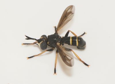 Conops flavipes ( Stekelfluga )