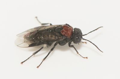 Eriocampa ovata