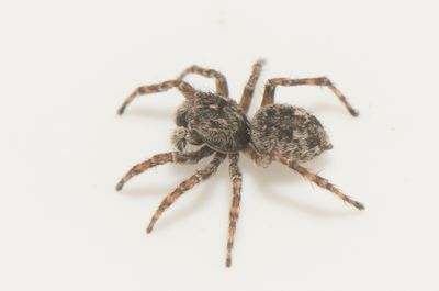 Sitticus pubescens ( Klipphoppspindel )