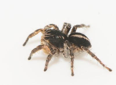 Aelurillus v-insignitus ( Vinkelhoppspindel )
