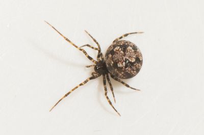Theridion hannoniae ( Skravelklotspindel )