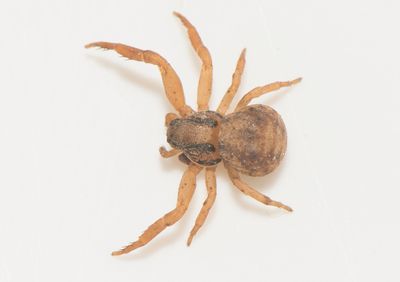 Sbytorp Vstmanland 25.5-24 adult female