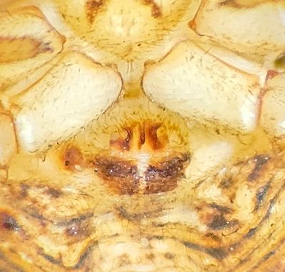 Sbytorp Vstmanland 25.5-24 epigyne adult female