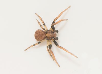 Subbe Halland 10.5-24 adult male