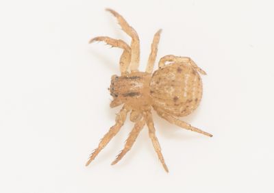 Nackhlle Halland 30.3-24 adult female