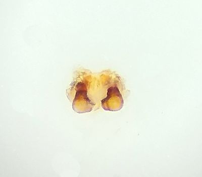 Nackhlle Halland 30.3-24 vulva adult female