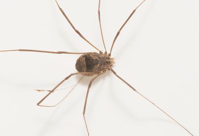 Leiobunum blackwalli ( Vitgonlocke )