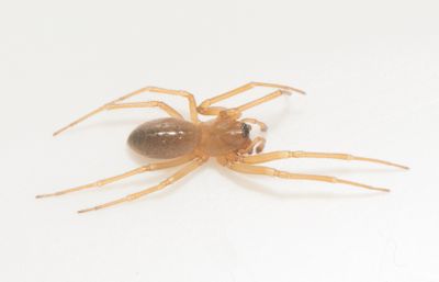Donacochara speciosa ( Vassvvarspindel )