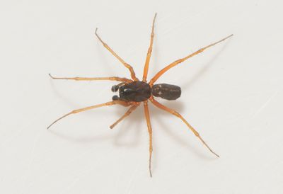 Himmelsberg Halland 18.5-24 adult male
