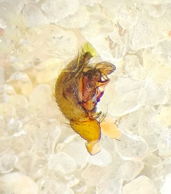 Linyphia hortensis ( Lundbaldakinspindel )