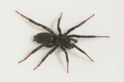 Skrs udde Halland 7.4-24 adult male
