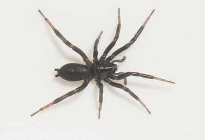 Skrs udde Halland 7.4-24 adult female