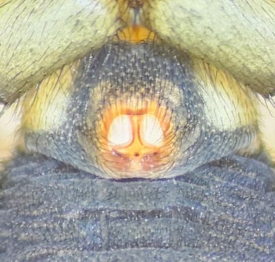 Skrs udde Halland 7.4-24 epigyne adult female