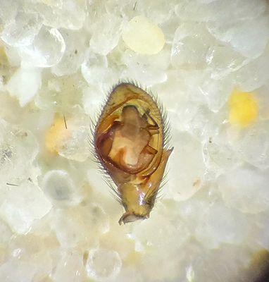 Drassyllus lutetianus ( Krrsvartspindel )
