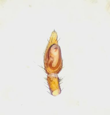 Micaria nivosa ( Slntskimmerspindel )