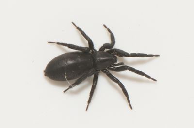 Sbytorp Vstmanland 25.5-24 adult female