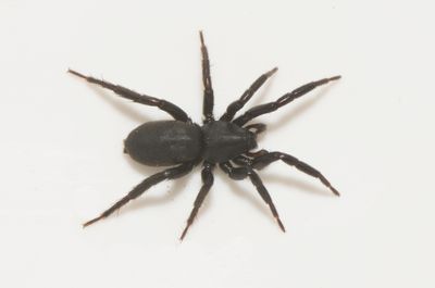 Subbe Halland 17.6-24 adult female