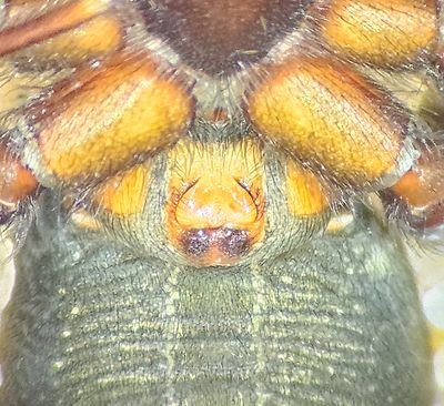 Subbe Halland 17.6-24 epigyne adult female