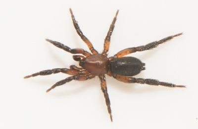 Vapn Halland 21.4-r24 adult male