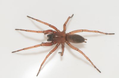 Subbe Halland 10.5-24 adult male