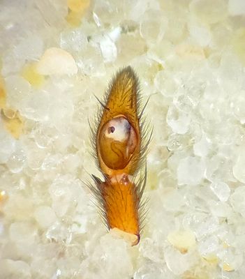 Subbe Halland 10.5-24 palpe adult male