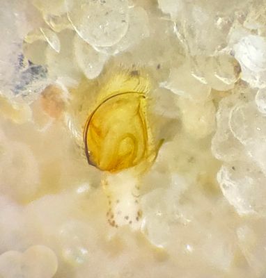 Philodromus albidus ( Blek snabblpare )